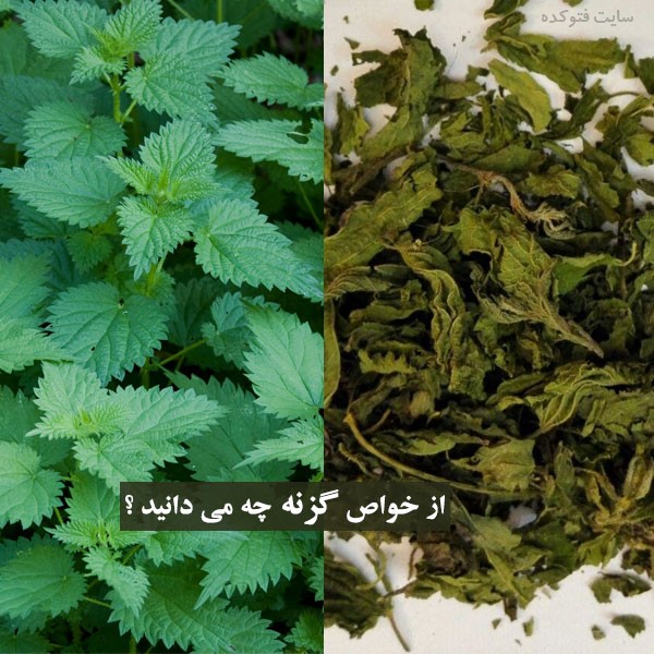 گزنه برای لاغری پوست و مو چیست