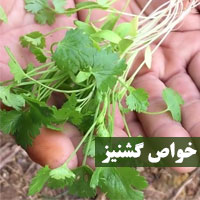 خواص گشنیز + ۲۵ خاصیت گشنیز برای پوست مو و دیابت