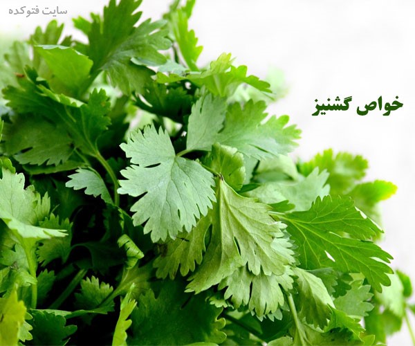 خاصیت گشنیز برای پوست و مو لاغری و دیابت