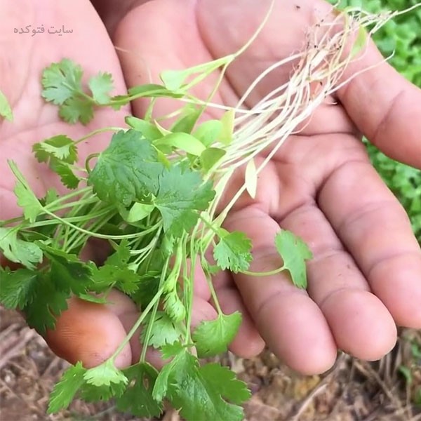 خواص گشنیز برای پوست و لاغری و کاهش وزن چیست