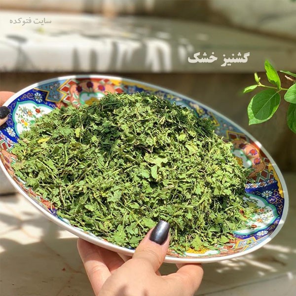 آیا می دانید گشنیز خشک چه خواصی دارد