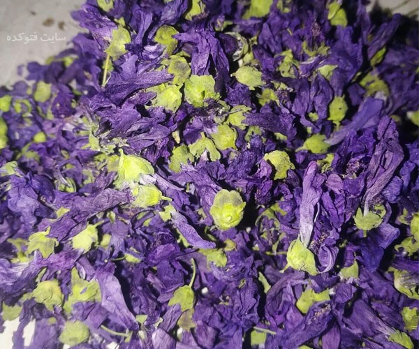 خواص ختمی برای سرماخوردگی پوست و مو و جوش صورت