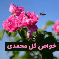 خواص گل محمدی + ۲۹ فواید گل محمدی برای یبوست و پوست
