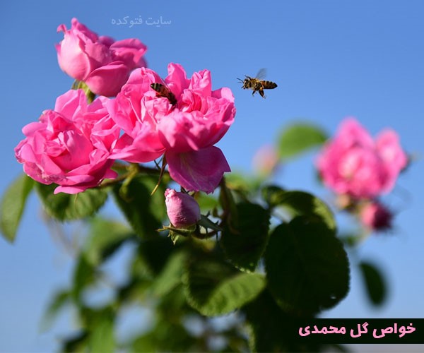 خواص گل محمدی برای یبوست و پوست و کبد و زنا باردار