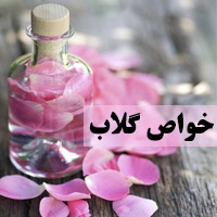 خواص گلاب | 30 خاصیت گلاب برای پوست و مو + سلامتی
