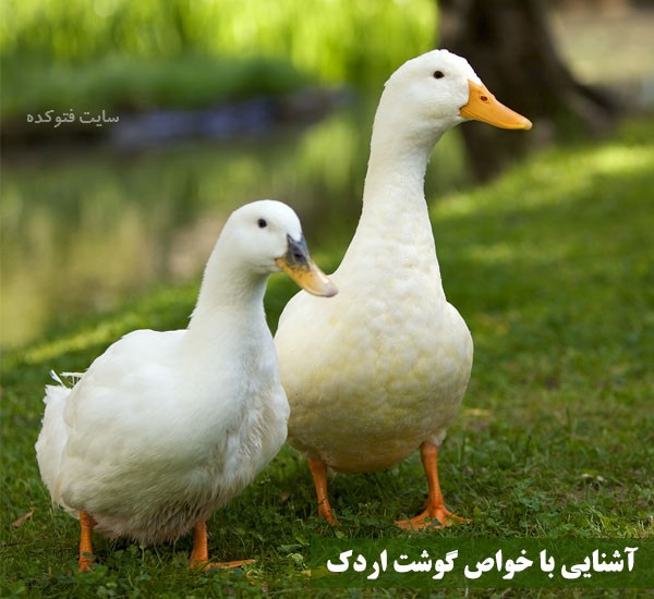 خاصیت گوشت اردک