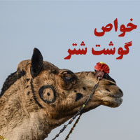 خواص گوشت شتر در طب سنتی و علمی چیست