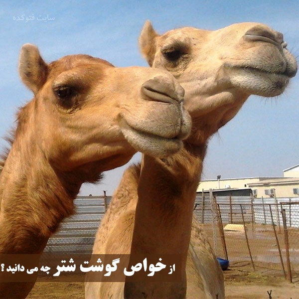 خاصیت گوشت شتر چیست