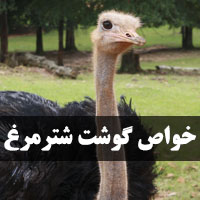 خواص گوشت شترمرغ | 16 خاصیت گوشت شترمرغ چیست