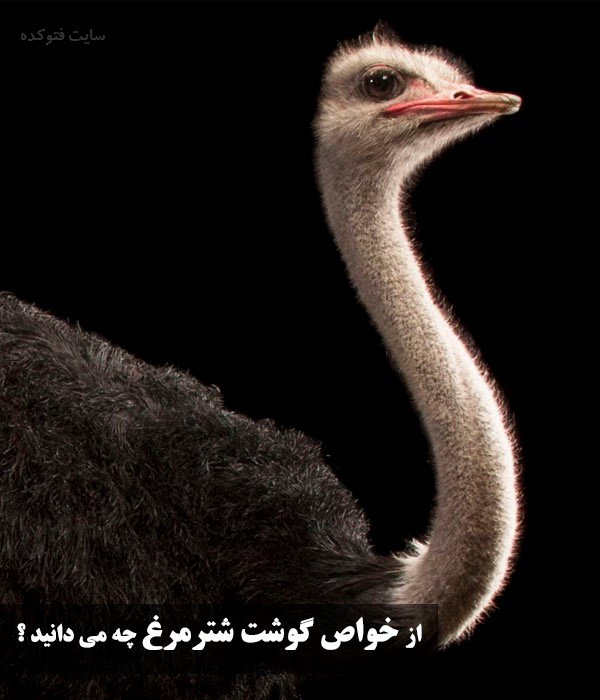 خاصیت گوشت شترمرغ چیست
