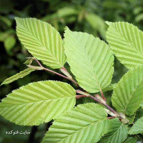 درمان عفونت واژن در طب سنتی با ناردون قرمز