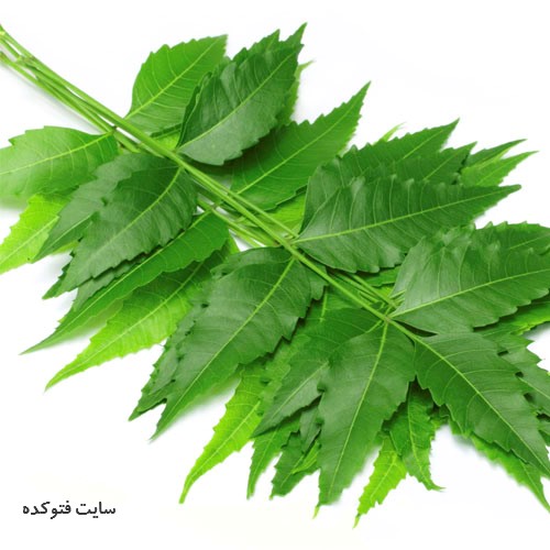 درمان عفونت باکتریایی واژن با گیاه چریش