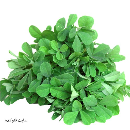 درمان عفونت باکتریایی واژن با شنبلیله
