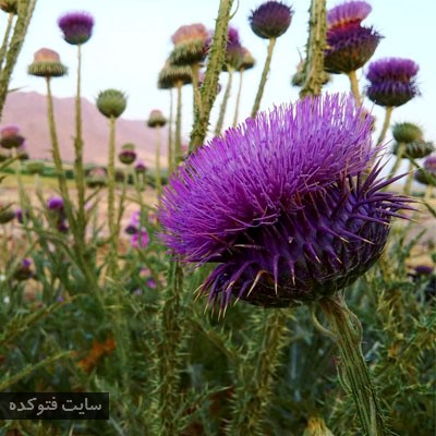 درمان دیابت با خار مریم