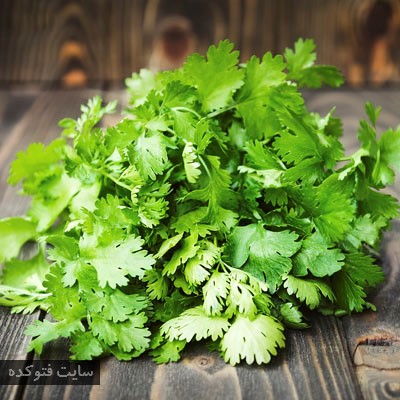 گیاهان طب سنتی برای دیابت با گشنیز