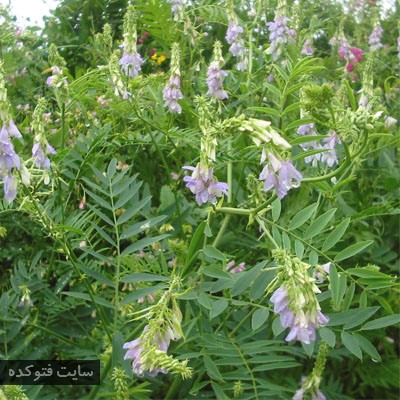 گیاهان طب سنتی برای دیابت با گیاه گالگا