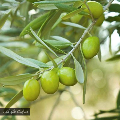 گیاهان طب سنتی برای دیابت با برگ زیتون