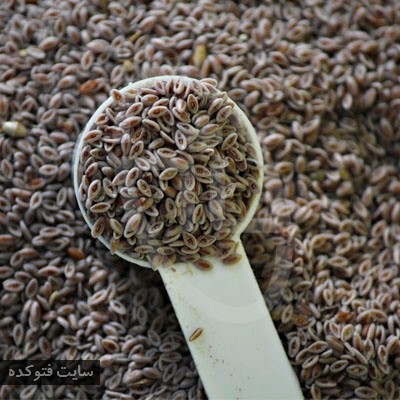 درمان دیابت بصورت قطعی با اسفرزه