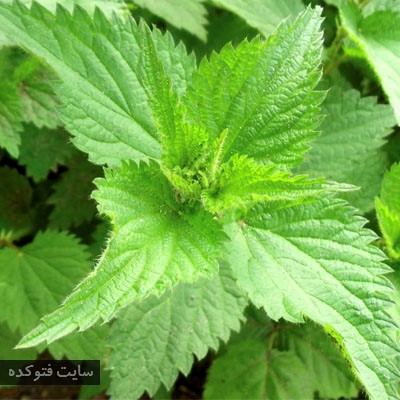 درمان دیابت در خانه با گزنه