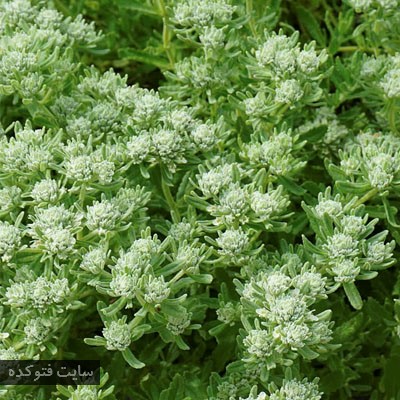 کلپوره همدانی یا مریم نخودی برای درمان دیابت