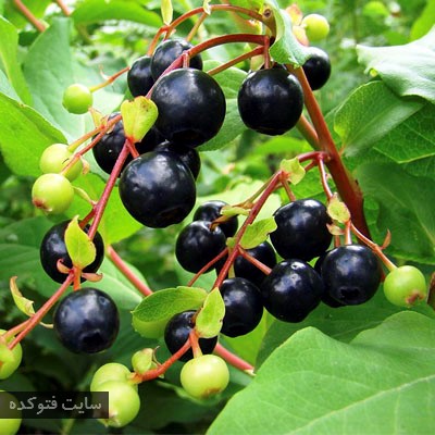 سیاه گیله برای درمان دیابت
