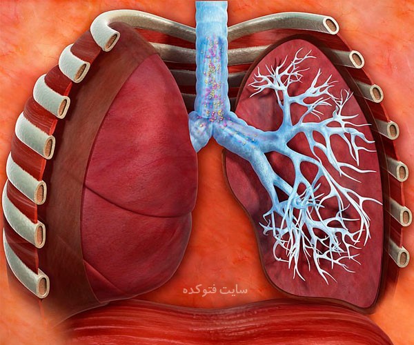 راه و روش پاکسازی ریه ها از آلودگی و مریضی ها