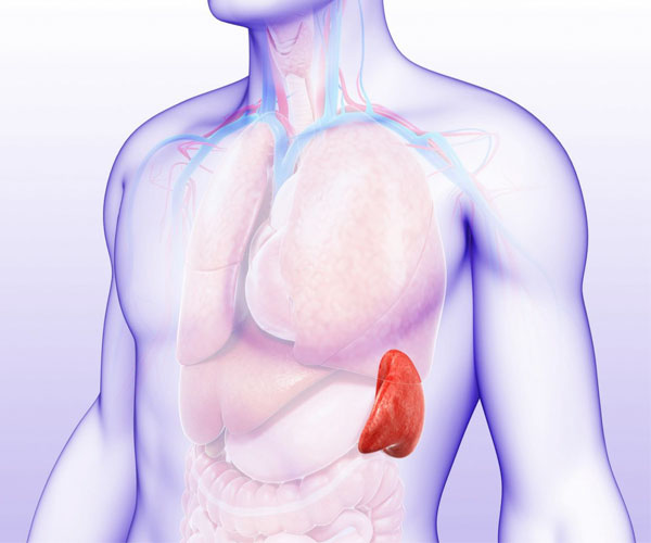 پاکسازی طحال در طب سنتی و اسلامی