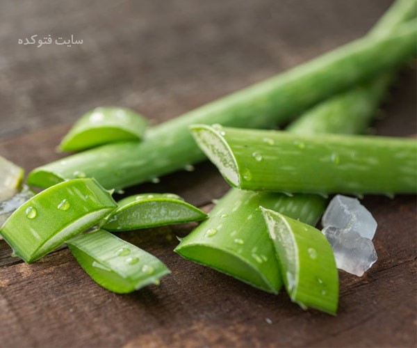 آموزش نگهداری برگ آلوورا در یخچال و فریزر