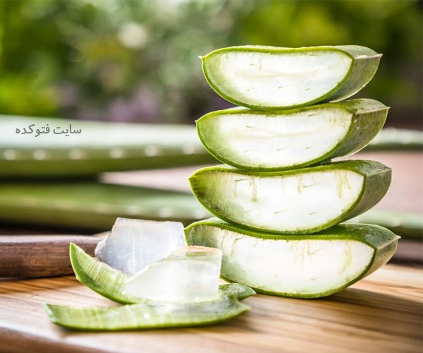 نحوه نگهداری صحیح برگ آلوورا
