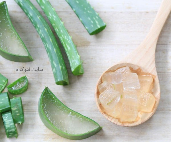 راه و روش نگهداری برگ آلوئه ورا در یخچال و فریزر