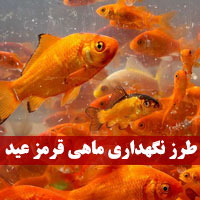 طرز نگهداری ماهی قرمز | غذا و آب مناسب ماهی عید