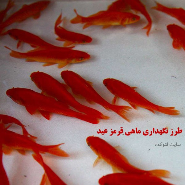 روش نگهداری از ماهی قرمز
