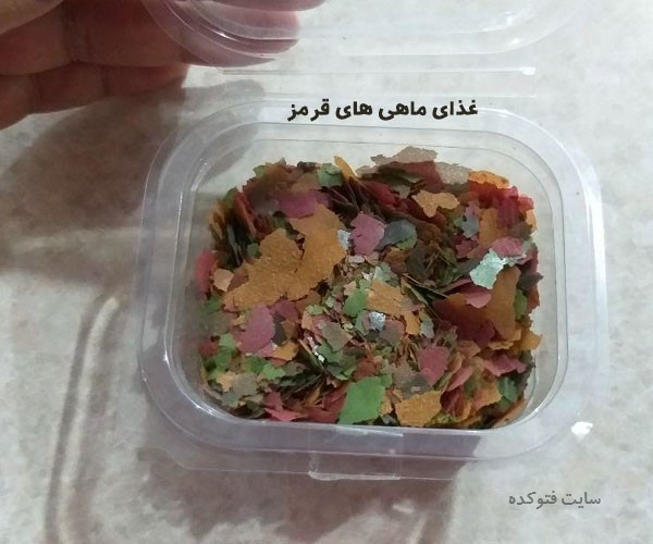 غذای ماهی قرمز