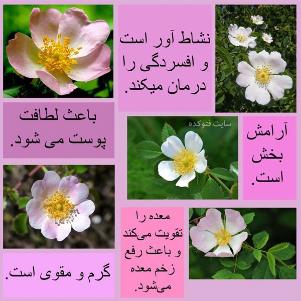 خواص عرق نسترن چیست