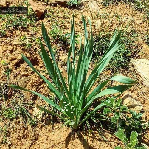 درمان خانگی سفیدی زبان با گیاه چریش