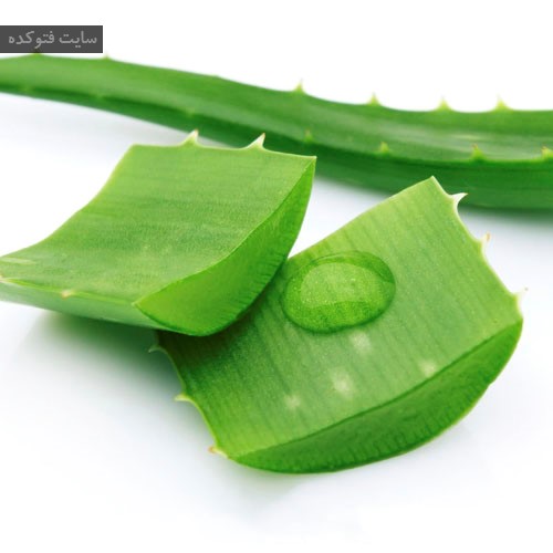 آلوئه ورا
