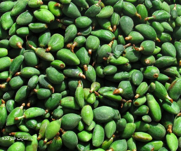 چاغاله بادام از میوه های خطرناک