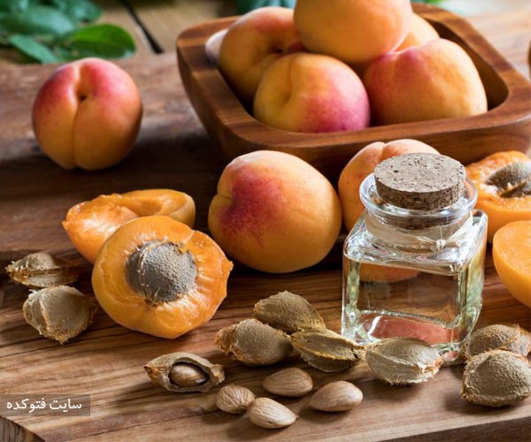 هسته زردآلو از از میوه های خطرناک برای سلامتی بدن انسان