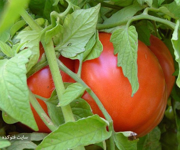 خطرات برگ گوجه فرنگی
