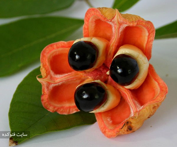 میوه سمی آکه