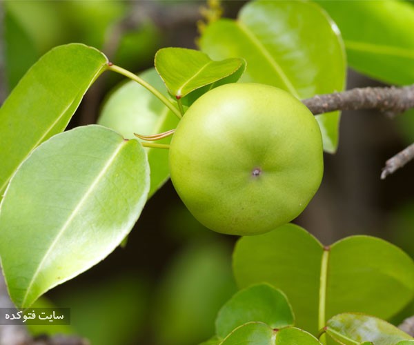 سیب ساحل از میوه های خطرناک