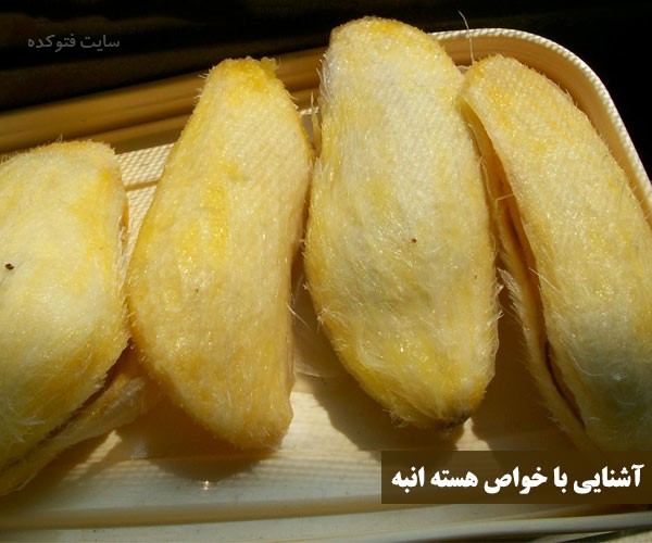 خاصیت دارویی مغز هسته انبه