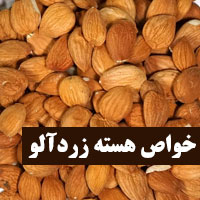 هسته زردآلو + ۱۸ خواص مغز هسته زردآلو با مضرات