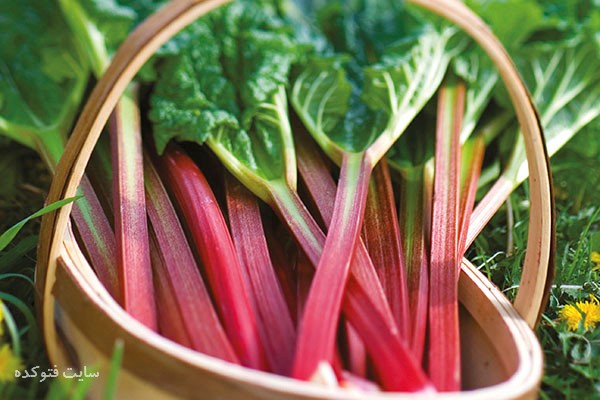 کاهش وزن با ریواس