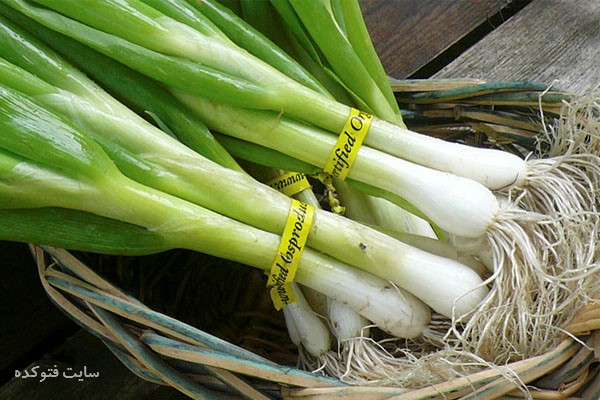 کاهش وزن با پیازچه