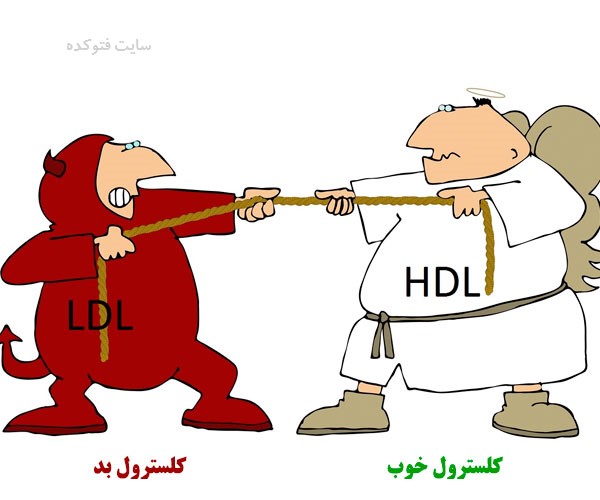 کلسترول hdl چیست + روش افزایش کلسترول خوب