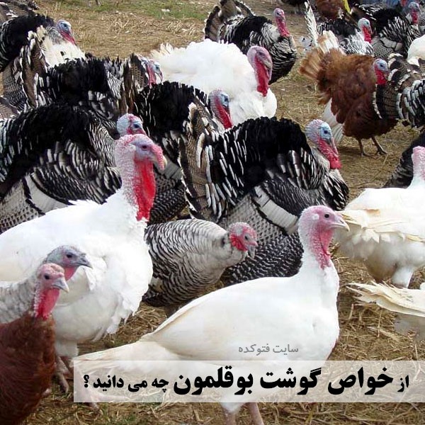 خاصیت گوشت بوقلمون چیست
