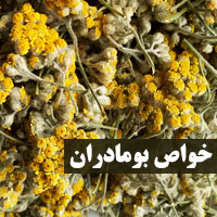 گیاه بومادران + ۲۵ خواص بومادران برای سرماخوردگی تا زنان
