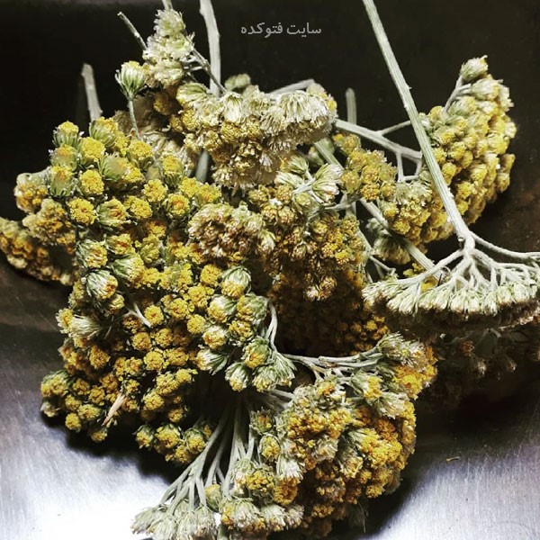 گیاه بومادران چه خواصی دارد