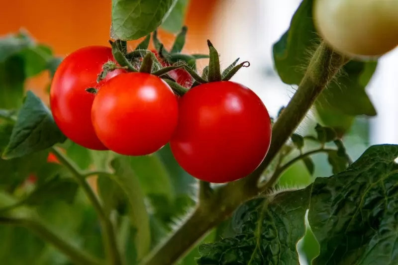 گوجه فرنگی از سبزیجات سالم برای سلامتی